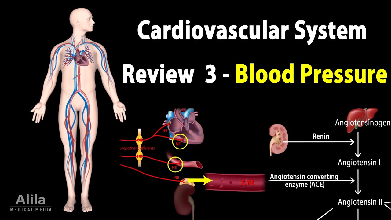 CARDIOVASCULAR REVIEW 3: CONTROL of BLOOD PRESSURE, ALL MECHANISMS, Animation