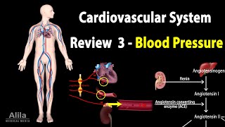 CARDIOVASCULAR REVIEW 3: CONTROL of BLOOD PRESSURE, ALL MECHANISMS, Animation