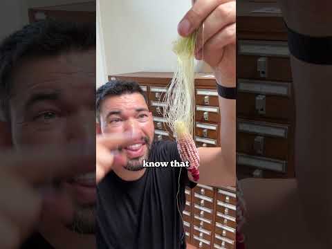 Unbelievable Insights into the Growth of Corn Revealed