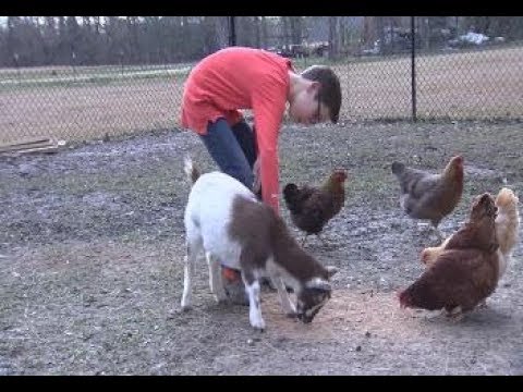 4-H participant readies his animal for livestock shows