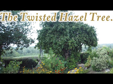 The Twisted Hazel Tree