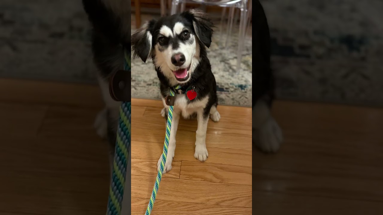 Enlarge Dainty is good with dogs cats and kids , an adopted mixed breed in Los Angeles, CA video 5/5