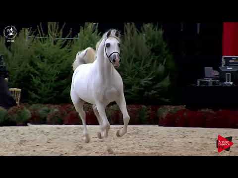 N.193 SHARAHM - Lier 2018 - Liberty Class Stallions (Class 18)