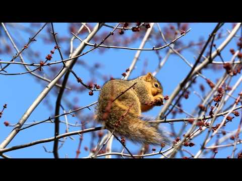 Veverička fox / líštia (Sciurus niger) — Morton Arboretum