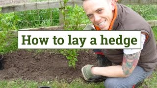 How to plant a garden hedge
