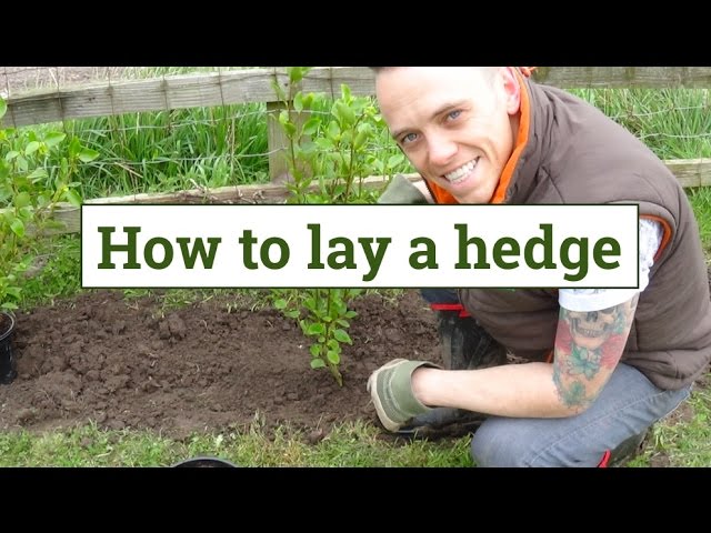 Video pronuncia di hedge in Inglese