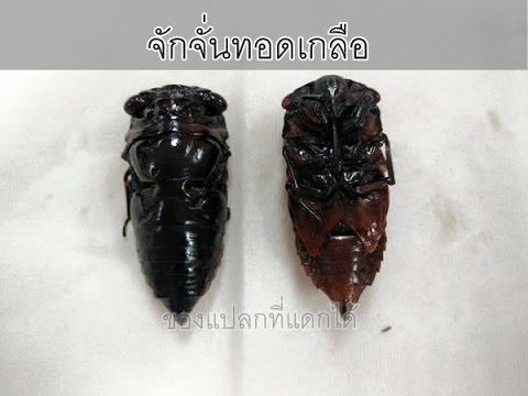 คลิกเพื่อดูคลิปวิดีโอ
