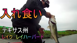 バス釣り　アメリカ　テキサス州　ダラス　Lake Rayhubbard ,TX