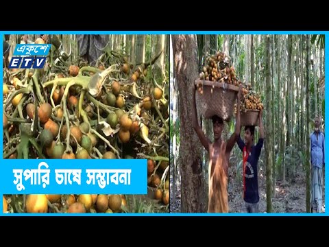 আধুনিক পদ্ধতিতে সুপারি চাষে লাভবান