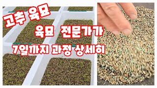 고추 육묘 2024년 파종에서 7일까지 고추 육묘장 전문가가 알려주는 육묘 1탄 파종 자연특별시괴산 자연울림…
