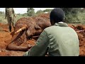 Helping an Elephant Find his Feet | Sheldrick Trust