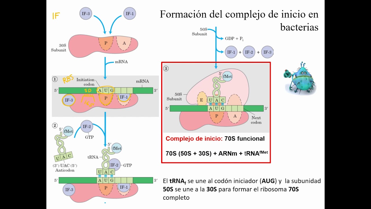 Traducción en procariotas: etapas y diferencias con eucariotas.