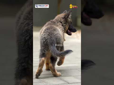 "സാമ്പാര്‍ ആണെങ്കിലും ഇവര്‍ കഴിച്ചോളും " | Thatteem MutteemJayakumar Dogs