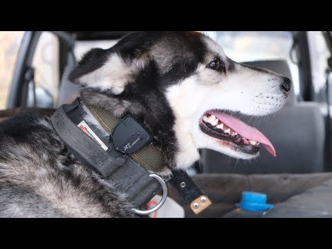 Убежала собака Хаски! Спас GPS - трекер Jet Pet Doggy. Обзор