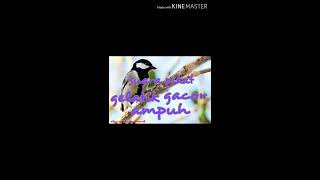 Download lagu Suara pikat gelatik/jingjing teureup ampuh gacor mp3