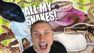 FEEDING ALL MY SNAKES IN ONE VIDEO!! | BRIAN BARCZYK by Brian Barczyk