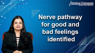 Nerve pathway for good and bad feelings identified