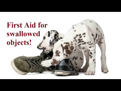 Ask Amy: First Aid for Dogs & Cats that Swallow Objects