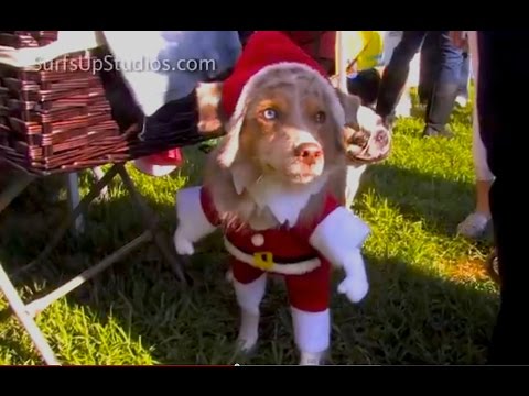 Cat Dog Secret Lives of Pets - Funniest Doggie DRESS-UP TourCoronado.com