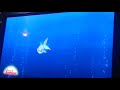 Mickey S Fishy Story Goldy The Goldfish S Song