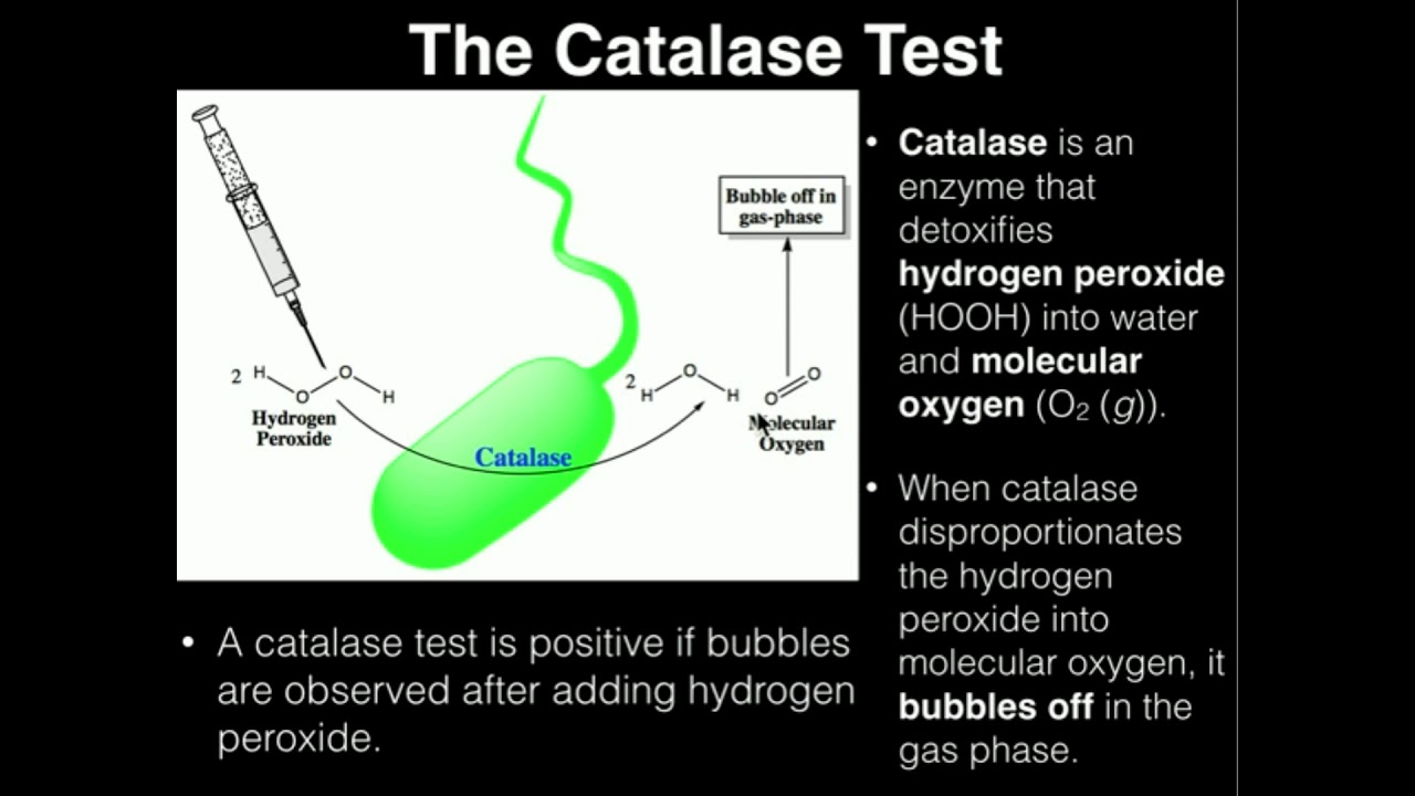 Microbiology: Catalase Test