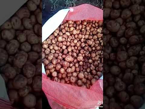 manbai go  DIA QUE EXPLIQUEI PREÇO DA CAIXA E DO BEGE DE BATATA