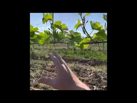 Das Ausbrechen der Triebe beginnt