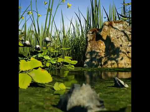 Stingless Bees Honey