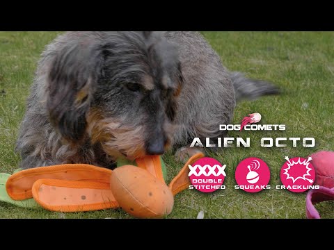 Dog Comets Alien