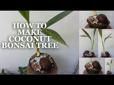 How To Make Coconut Bonsai Tree & Growing Tips//GREENPLANT
