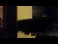 Diesel Falls Down Thomas And Friends