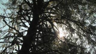 Discovery - Swing Tree (video)