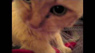 Equally Damaged - Blonde Redhead