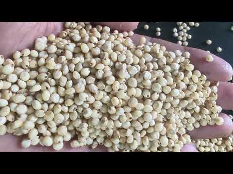 Yellow Sorghum Jowar