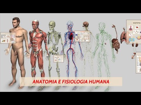 Anatomia e Fisiologia Humana