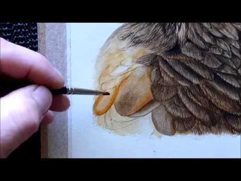 Harris Hawk Bird Watercolour Painting Tutorial - How to paint a feather