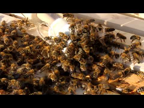 Včely z bezmatečného včelstva přilákané ke své matce v klícce (2d bezmatečnost)