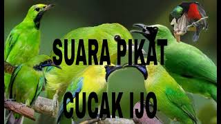 Download lagu Suara pikat ribut cucak ijo mp3