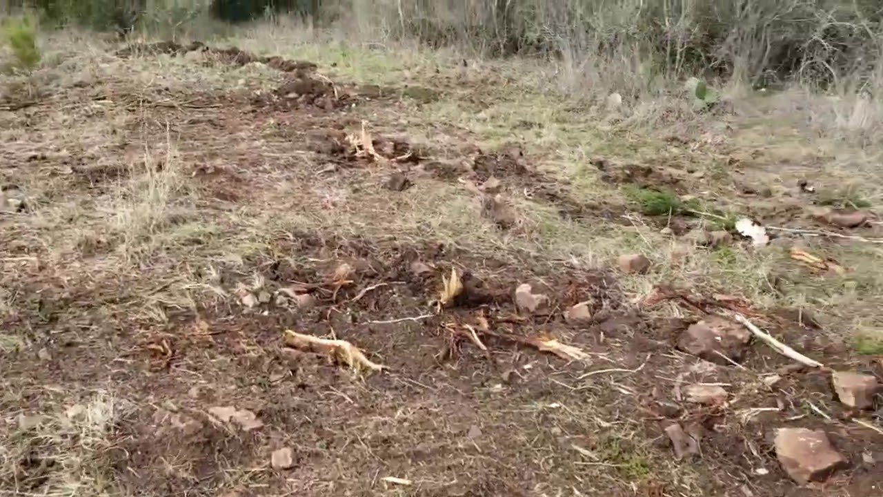 Removing cedar trees with a bobcat