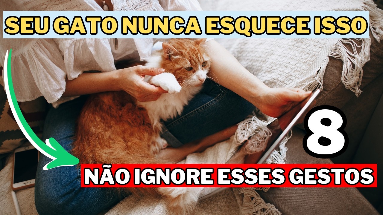 8 Coisas Que Seu Gato Espera de Você Todos os Dias ( PUCOS SABEM)
