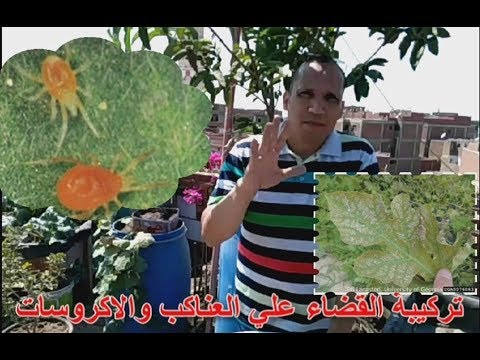 , title : 'سر تركيبة القضاء علي الاكاروسات او العناكب'