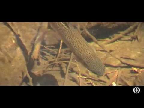 Film 1.14 NFF Feral Species