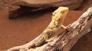 preview picture of video 'Alice Springs reptile centre'