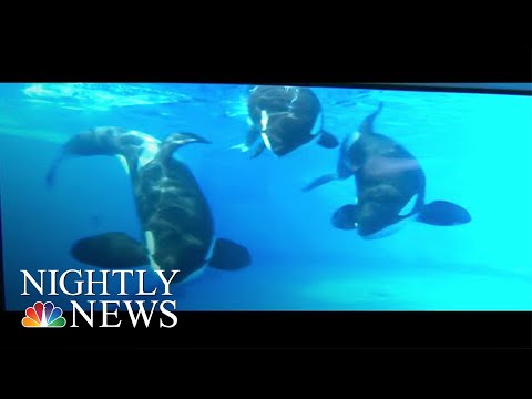 How SeaWorld Is Changing Since Killer Whale Controversies | NBC Nightly News