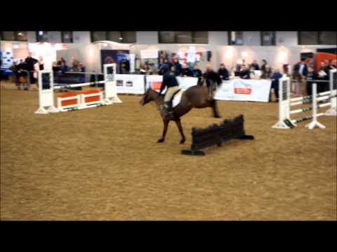British Stallion Event 2012
