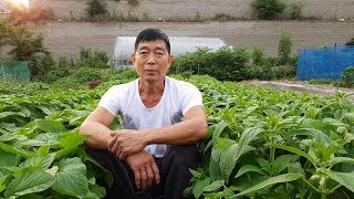 슈퍼안산참깨,검정참깨 중간점검 및 병해충 방제
