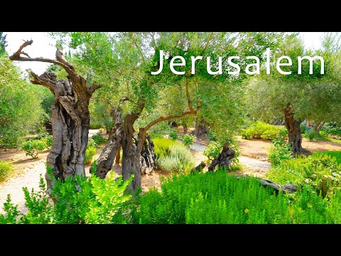 JERUSALEM. Walking  from The Old City to The Garden of Gethsemane