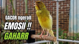 Download lagu Masteran KENARI GACOR ngeroll panjang,Cuit Cuit Emosi AMPUH bikin kenari nyaut ,Masteran MURAI BATU mp3