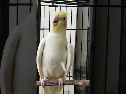 Cockatiel Call to attract other Cockatiels #pets #cockatielqueen #cockatiel #pet #birds #birdsounds