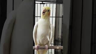 Download lagu Panggilan Burung Cockatiel untuk menarik burung Cockatiel lainnya #hewanpeliharaan #ratuburungcockatiel #burungcockatiel #hewanpeliharaan #burung #suaraburung mp3